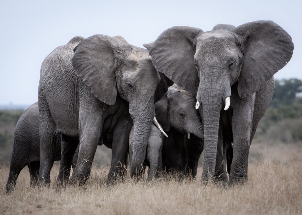 Elephants